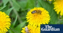 Honeybees make specialised ‘baby food’ to give larvae balanced diet, study says