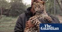 Shot, poisoned and beaten to death: why leopard killings are soaring in Pakistan