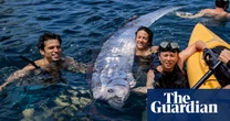 ‘Strange and mysterious’: rarely seen, 12ft-long oarfish found in waters off San Diego
