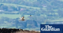 UK may have failed to protect wild birds with environmental laws, watchdog finds