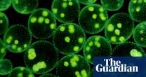 Strange and wondrous creatures: plankton and the origins of life on Earth  – podcast