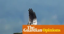 This summer brought an abundance of butterflies and birds. Nature is ready to spring back – if we let it | Patrick Barkham