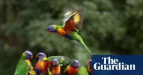 The 2025 Aussie Bird Count is about to start. Here’s how to take part – and why you should