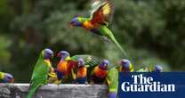 Mystery syndrome killing rainbow lorikeets and flying foxes leaves scientists baffled