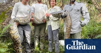 Florida sheds 20 tons of invasive pythons in effort to curb its population