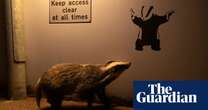 Badger admiring art wins wildlife photographer of the year public vote