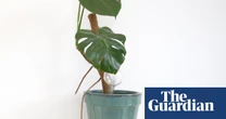 Houseplant clinic: I’m off on holiday. How will my plants survive?