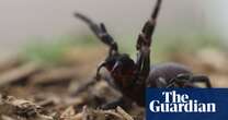 ‘Learn how to safely catch funnel-webs’: Sydneysiders tasked with hunt for venom as spiders’ breeding season begins