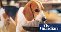 Dogs can understand the meaning of nouns, new research finds