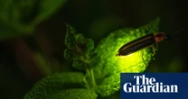 Climate change is killing fireflies – threatening a US summer ritual