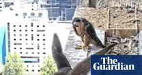 Trio of young peregrine falcons take first flight atop Melbourne skyscraper – video