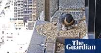 Good eggs: fans delighted as new peregrine falcon chicks hatch on Melbourne skyscraper