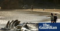 San Francisco turns to AI to save whales from ship strikes as deaths soar