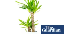 Houseplant clinic: has my yucca been overwatered?