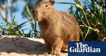 Council brawls, suspicious blood and rampant capybaras – take the Thursday quiz