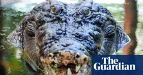 Rio’s record, giant dogs and a psychic crocodile – take the Thursday quiz