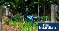 How US immigration raids hurt summer pleasures, from berries to barbecues