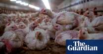 Delays to post-Brexit border checks may have let diseased chicken enter UK