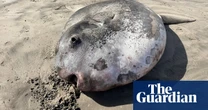 Something fishy this way comes: rare sunfish washes ashore in Oregon