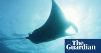 Manta man: film profiles unlikely bond between diver and giant sea creature