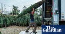 Imported Christmas trees cost more thanks to post-Brexit checks