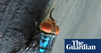 Maryland screwworm case has US officials bracing for return of an old foe