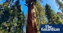 The end of the great northern forests? The tiny tree-killing beetle wreaking havoc on our ancient giants