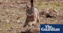 Week in wildlife: a leopard cat, a vulture puppet and a hare playing hide and seek