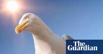 Gulls choose what to eat by watching humans, study suggests