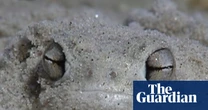 Shovels for feet and blotting paper skin: the ‘little fat froggy’ facing a fight for survival