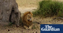 Lions make fewer zebra kills due to ‘chain reaction’ of invasive ants, study finds