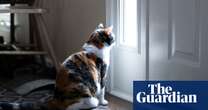 Cats appear to grieve death of fellow pets – even dogs, study finds