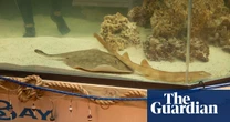 It takes two … or does it? Charlotte the single stingray pregnant with pups