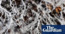 Earth’s underground network of fungi needs urgent protection, say researchers