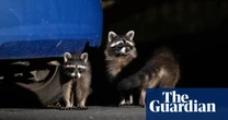 Rampaging raccoons: how the American mammals took over a German city – and are heading across Europe