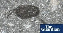 Biology Couple unearths one of world’s greatest fossil finds in mid-Wales