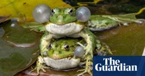 Week in wildlife – in pictures: amorous frogs, battling stallions and an overaffectionate jaguar
