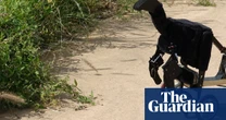 Scientists use robot dinosaur in effort to explain origins of birds’ plumage
