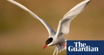 ‘Astonishing journeys’: online tool tracking migratory animals highlights challenge of protecting them