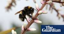 Scientists hopeful antidote can help protect bumblebees from pesticides