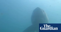 California faces highest shark numbers in years as great whites head north