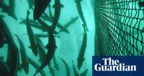 Seafood firm offers bounty to catch 27,000 escaped salmon off Norway