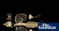 Skeleton of the world’s rarest marine mammal preserved by digital imaging