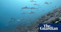 Sharks deserting coral reefs as oceans heat up, study shows