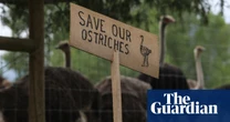 RFK Jr and Mehmet Oz seek to save Canadian ostriches despite avian flu fears