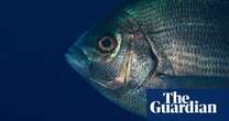 Wild fish can tell humans apart when they dress differently, study finds