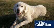 The pet I’ll never forget: Jake the golden retriever, who offered us love during the worst time of our lives