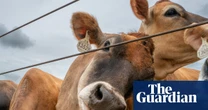 Experts warn of ways screwworm could spread in the US and new difficulties in keeping it at bay