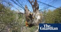 More than 400,000 songbirds killed by organised crime in Cyprus