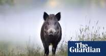 Dartmoor wild boar sightings prompt suspicions of guerrilla rewilding